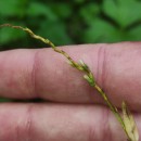 Persicaria hydropiper (L.) SpachPersicaria hydropiper (L.) Spach