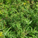 Sisymbrium austriacum Jacq. subsp. chrysanthum (Jord.) Rouy & FoucaudSisymbrium austriacum Jacq. subsp. chrysanthum (Jord.) Rouy & Foucaud