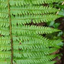 Polystichum setiferum (Forssk.) Woyn.Polystichum setiferum (Forssk.) Woyn.