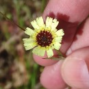 Tolpis barbata (L.) Gaertn.Tolpis barbata (L.) Gaertn.