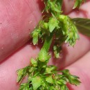 Rumex obtusifolius L.Rumex obtusifolius L.