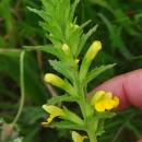 Parentucellia viscosa (L.) CaruelParentucellia viscosa (L.) Caruel