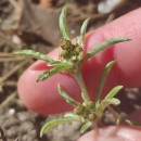 Gnaphalium uliginosum L.Gnaphalium uliginosum L.