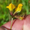 Lotus corniculatus L.Lotus corniculatus L.