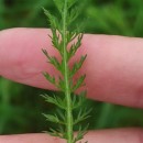 Achillea millefolium L.Achillea millefolium L.