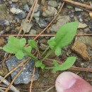 Rumex acetosella L.Rumex acetosella L.