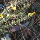 Ulex gallii Planch. subsp. galliiUlex gallii Planch. subsp. gallii