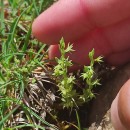 Lysimachia linum-stellatum L.Lysimachia linum-stellatum L.
