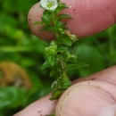 Veronica serpyllifolia L.Veronica serpyllifolia L.