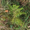 Pteridium aquilinum (L.) KuhnPteridium aquilinum (L.) Kuhn