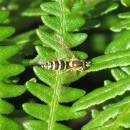 Sphaerophoria scripta (Linnaeus, 1758)Sphaerophoria scripta (Linnaeus, 1758)