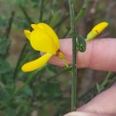 Cytisus scoparius (L.) LinkCytisus scoparius (L.) Link