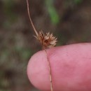 Juncus capitatus WeigelJuncus capitatus Weigel