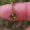 Juncus bulbosus L.Juncus bulbosus L.