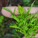 Jacobaea vulgaris Gaertn.Jacobaea vulgaris Gaertn.