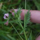 Ornithopus sativus Brot.Ornithopus sativus Brot.