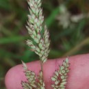 Holcus lanatus L.Holcus lanatus L.