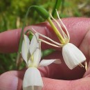 Narcissus triandrus L. subsp. triandrusNarcissus triandrus L. subsp. triandrus