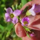 Oxalis latifolia KunthOxalis latifolia Kunth