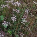 Silphiodaucus prutenicus (L.) Spalik, Wojew., Banasiak, Piwczyñski & Reduron subsp. dufourianus (Rouy & E.G.Camus) ReduronSilphiodaucus prutenicus (L.) Spalik, Wojew., Banasiak, Piwczyñski & Reduron subsp. dufourianus (Rouy & E.G.Camus) Reduron