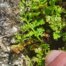 Anogramma leptophylla (L.) LinkAnogramma leptophylla (L.) Link