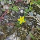 Hypericum humifusum L.Hypericum humifusum L.