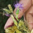 Cirsium palustre (L.) Coss. ex Scop.Cirsium palustre (L.) Coss. ex Scop.