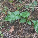 Arum italicum Mill.Arum italicum Mill.