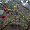 Euonymus europaeus L.Euonymus europaeus L.