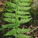 Athyrium filix-femina (L.) RothAthyrium filix-femina (L.) Roth