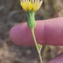 Sonchus oleraceus L.Sonchus oleraceus L.