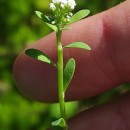 Corrigiola litoralis  L.Corrigiola litoralis L.
