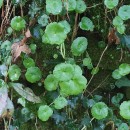 Umbilicus rupestris (Salisb.) DandyUmbilicus rupestris (Salisb.) Dandy