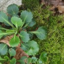 Saxifraga spathularis Brot.Saxifraga spathularis Brot.