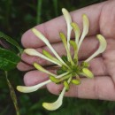 Lonicera periclymenum L. subsp. periclymenumLonicera periclymenum L. subsp. periclymenum