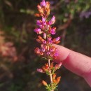 Erica cinerea L.Erica cinerea L.