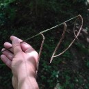 Carex pendula Huds.Carex pendula Huds.