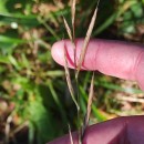 Brachypodium pinnatum  (L.) Beauv.Brachypodium pinnatum (L.) Beauv.