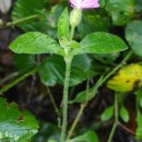 Silene dioica (L.) Clairv.Silene dioica (L.) Clairv.