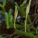 Lycopodium clavatum L.Lycopodium clavatum L.