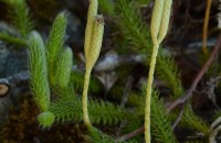 Lycopodium clavatum L.Lycopodium clavatum L.