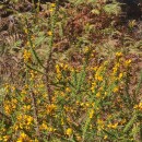 Ulex gallii Panch. subsp. breoganii (Castrov. & Valdés Berm.) Rivas Mart., T.E. Díaz, Fern. Prieto, Loidi & PenasUlex gallii Panch. subsp. breoganii (Castrov. & Valdés Berm.) Rivas Mart., T.E. Díaz, Fern. Prieto, Loidi & Penas