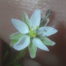 Spergula arvensis L.Spergula arvensis L.