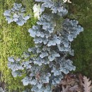 Lobarina scrobiculata (Scop.) Nyl. ex Cromb.Lobarina scrobiculata (Scop.) Nyl. ex Cromb.