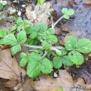 Potentilla sterilis (L.) GarckePotentilla sterilis (L.) Garcke