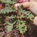 Quercus pyrenaica Willd.Quercus pyrenaica Willd.