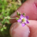 Spergularia rubra (L.) J. & C. PreslSpergularia rubra (L.) J. & C. Presl