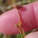Juncus capitatus WeigelJuncus capitatus Weigel