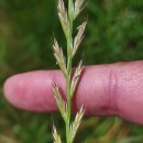 Lolium x boucheanum KunthLolium x boucheanum Kunth