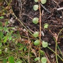 Lysimachia tenella L.Lysimachia tenella L.